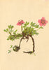 ALPENFLORA ALPINE FLOWERS. Potentilla nitida L-Glänzendes Fingerkraut 1897