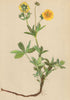 ALPENFLORA ALPINE FLOWERS. Potentilla aurea L-Goldgelbes Fingerkraut 1897