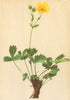 ALPINE FLOWERS. Potentilla grandiflora L-Grossblüthiges Fingerkraut 1897 print