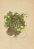 ALPENFLORA ALPINE FLOWERS. Potentilla minima Hall. Fil-Zwergfingerkraut 1897