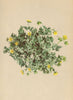 ALPINE FLOWERS. Potentilla frigida Vill-Kälteliebendes Fingerkraut 1897 print