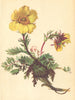 ALPENFLORA ALPINE FLOWERS. Geum reptans. L-Kriechendes Benediktenkraut 1897