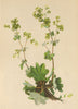 ALPENFLORA ALPINE FLOWERS. Alchemilla glabra A. Kern-Kahler Frauenmantel 1897