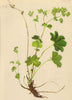 ALPINE FLOWERS. Alchemilla fissa Schummel-Spaltblättriger Frauenmantel 1897
