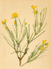ALPENFLORA ALPINE FLOWERS.Genista radiata(L.)Scop-Strahlblättriger Ginster 1897