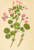 ALPENFLORA ALPINE FLOWERS. Ononis rotundifolia L-Rundblättrige Hauhechel 1897
