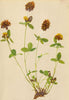 ALPENFLORA ALPINE FLOWERS. Trifolium badium Schreb-Brauner Klee 1897 old print
