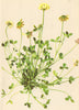 ALPENFLORA ALPINE FLOWERS. Trifolium pallescens Schreb-Gelblichweisser Klee 1897