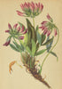ALPENFLORA ALPINE FLOWERS. Trifolium alpinum L-Alpenklee 1897 old print