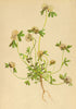 ALPENFLORA ALPINE FLOWERS. Trifolium saxatile All-Felsenklee 1897 old print