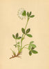 ALPENFLORA ALPINE FLOWERS. Trifolium noricum Wulf-Norischer Klee 1897 print