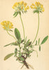 ALPENFLORA ALPINE FLOWERS. Anthyllis alpestris Kit-Alpen-Wundklee 1897 print
