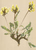 ALPENFLORA ALPINE FLOWERS. Oxytropis campestris (L. ) DC-Feld-Spitzkiel 1897