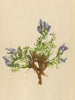ALPENFLORA ALPINE FLOWERS. Oxytropis halleri Bunge-Haller's Spitzkiel 1897