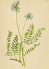 ALPENFLORA ALPINE FLOWERS.Oxytropis lapponica Gaud-Lappländischer Spitzkiel 1897