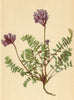 ALPENFLORA ALPINE FLOWERS. Oxytropis Montana (L. ) DC-Berg-Spitzkiel 1897