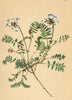 ALPENFLORA ALPINE FLOWERS. Astragalus alpinus L-Alpentragant 1897 old print
