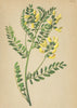 ALPENFLORA ALPINE FLOWERS. Astragalus penduliflours Lam-Berglinse 1897 print