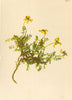 ALPENFLORA ALPINE FLOWERS. Hippocrepis comosa L-Hufeisenklee 1897 old print
