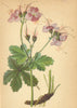 ALPINE FLOWERS. Geranium macrorrhizum L-Grosswurzeliger Storchschnabel 1897
