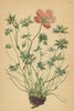 ALPINE FLOWERS. Geranium argenteum L-Silberglänzender Storchschnabel 1897