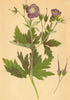 ALPENFLORA ALPINE FLOWERS. Geranium silvaticum L-Wald-Storchschnabel 1897