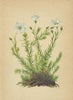 ALPENFLORA ALPINE FLOWERS. Linum alpinum L-Alpenlein 1897 old antique print