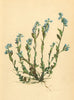 ALPINE FLOWERS. Polygala microcarpa Gaud-Kleinfrüchtige Kreuzblume 1897 print