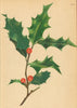ALPENFLORA ALPINE FLOWERS. Ilex Aquifolium L-Stechpalme 1897 old antique print