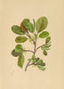 ALPENFLORA ALPINE FLOWERS. Rhamnus pumila L-Niedriger Kreuzdorn 1897 old print