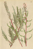 ALPENFLORA ALPINE FLOWERS.Myricaria germanica(L.)Desv-Deutsche Tamariske 1897