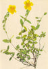 ALPINE FLOWERS. Helianthemum hirsutum A. Kern-Rauhhaariges Sonnen röschen 1897