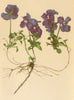ALPENFLORA ALPINE FLOWERS. Viola calcarata L-Gesporntes Veilchen 1897 print