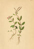 ALPENFLORA.Epilobium anagallidifolium Lam-Gauchheilblättriges Weidenröschen 1897