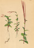 ALPINE FLOWERS. Epilobium alsinefolium Vill-Mierenblättriges Weidenröschen 1897
