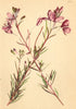 ALPENFLORA ALPINE FLOWERS. Epilobium dodonaei Vill-Dodonäus Weidenroschen 1897
