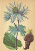 ALPENFLORA ALPINE FLOWERS. Eryngium alpinum L-Alpen-Mannstreu 1897 old print