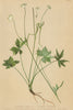 ALPENFLORA ALPINE FLOWERS. Astrantia minor L-Kleiner Thalstern 1897 old print