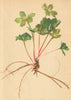 ALPENFLORA ALPINE FLOWERS. Hacquetia epipactis (Scop. ) DC-Schaftdolde 1897
