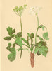 ALPENFLORA ALPINE FLOWERS.Heracleum austriacum L-Oesterreichische Bärenklau 1897