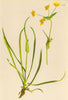 ALPINE FLOWERS. Bupleurum ranunculoides L-Hahnenfussartiges Hasenohr 1897