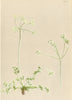 ALPENFLORA ALPINE FLOWERS. Athamanta cretensis L-Kretische Augenwurz 1897