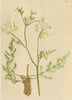 ALPENFLORA ALPINE FLOWERS. Meum athamanticum Jacq-Haarblättrige Bärwurz 1897