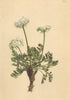 ALPENFLORA ALPINE FLOWERS.Ligusticum simplex(L.)All-Einfacher Liebstöckel 1897