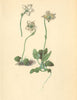 ALPENFLORA ALPINE FLOWERS. Pirola uniflora L-Einblütiges Wintergrün 1897 print