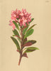 ALPENFLORA ALPINE FLOWERS. Rhododendron ferrugineum L-Rostrothe Alpensrose 1897