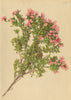 ALPENFLORA ALPINE FLOWERS. Loiseleuria procumbens (L. ) Desv-Alpenheide 1897