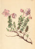 ALPENFLORA ALPINE FLOWERS.Rhodothamnus chamaecistus(L.)Rchb-Zwerg-Alpenrose 1897