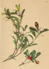 ALPENFLORA ALPINE FLOWERS. Arctostaphylos Uva Ursi (L. ) Spreng-Bärentraube 1897