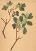 ALPENFLORA ALPINE FLOWERS. Vaccinium uliginosum L-Moor-Heidelbeere 1897 print
